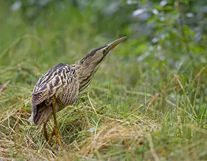 Great Bittern Prints: Roerdomp, Great Bittern, Botaurus stellaris