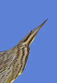 Botaurus Stellaris Habitat Prints: Roerdomp, Great Bittern, Botaurus stellaris