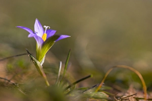 Extremadura Nature Photography Prints: Romulea bulbocodium