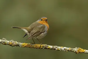 Framed Print : Erithacus rubecula Print - Robin Sitting on Branch Framed Print : Erithacus rubecula Print - Robin Sitting on Branch