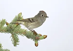 Framed Print : Ruby-crowned Kinglet Print, Anchorage AK May 2009 Framed Print : Ruby-crowned Kinglet Print, Anchorage AK May 2009
