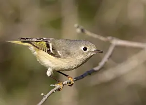 North American Bird Species Prints: Ruby-crowned kinglet, Corthylio calendula