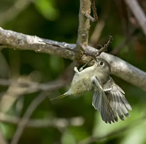 Ruby-crowned Kinglet, Regulus calendula