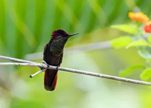 Central America Bird Species Prints: Ruby Topaz, Chrysolampis mosquitus