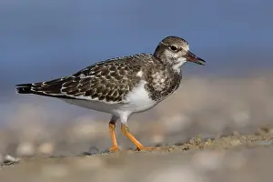 Juvenile Bird Species Prints: Ruddy Turnstone