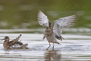 European Shorebirds Prints: Ruff bathing