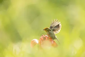Southeast Asia Animal Images Prints: Rufous-capped Babbler, Cyanoderma ruficeps davidi
