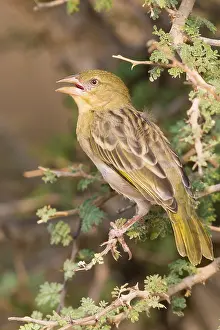 Passeriformes Species Prints: Ruppell's Weaver