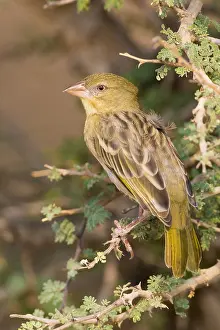 Passeriformes Birds Prints: Ruppell's Weaver