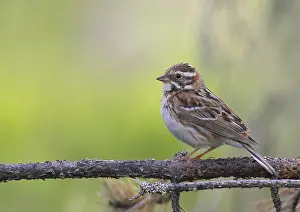 Finland Birds Prints: Rustic Bunting, Emberiza rustica