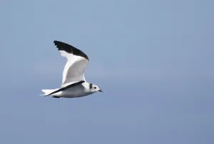 Blue Sky Nature Scenes Prints: Sabine's Gull, Xema sabini