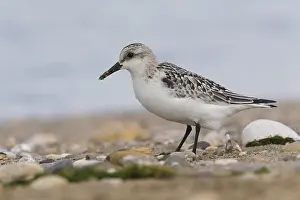 Charadriiformes Order Birds Prints: Sanderling