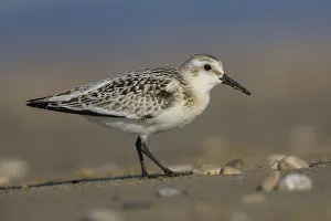 European Shorebirds Prints: Sanderling