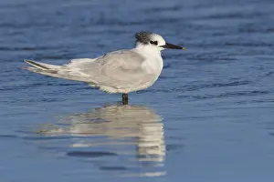 Beach Wildlife Prints: Sandwich Tern