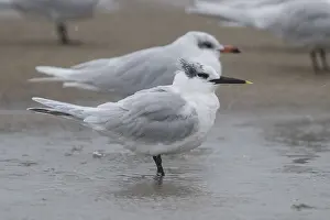Winter Plumage Birds Prints: Sandwich Tern