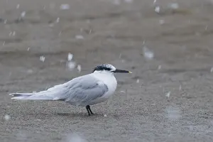 Sandwich Tern Prints: Sandwich Tern