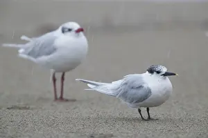 Mediterranean Gull Prints: Sandwich Tern