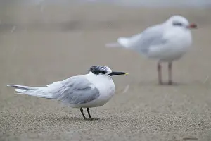 Mediterranean Gull Prints: Sandwich Tern