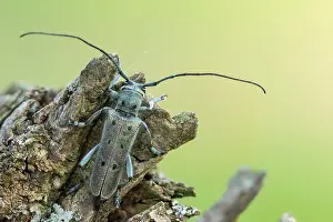 Saperda octopunctata Print - Adult Beetle Image