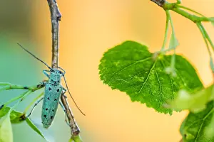 Saperda octopunctata