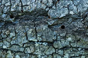 Framed Print : Saperda octopunctata Print - Beetle Larva Damage on Lime Tree Bark Framed Print : Saperda octopunctata Print - Beetle Larva Damage on Lime Tree Bark