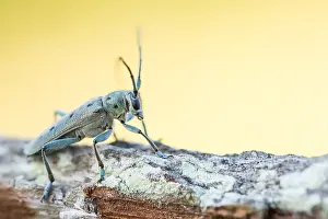 Saperda octopunctata