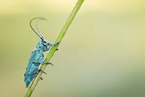 Framed Print : Saperda octopunctata Print - Beetle Imaginal Photograph Framed Print : Saperda octopunctata Print - Beetle Imaginal Photograph