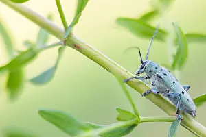 Saperda octopunctata