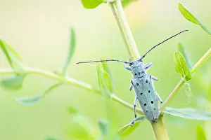 Saperda octopunctata