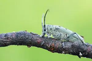 Saperda octopunctata