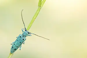 Saperda octopunctata