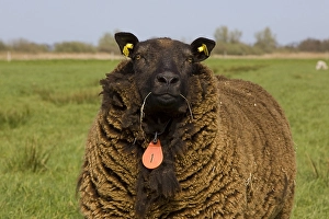 Animal Portrait Gallery Prints: Schaap, sheep