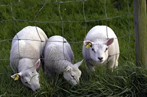 Sheep Grazing Prints: Schaap, Sheep