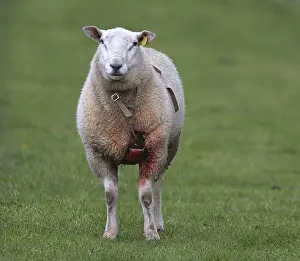 Mammal Images Prints: Schaap, Sheep