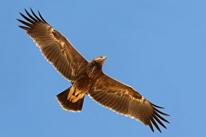 Lesser Spotted Eagle Prints: Schreeuwarend, Lesser Spotted Eagle, Aquila pomarina