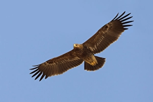 Lesser Spotted Eagle Prints: Schreeuwarend, Lesser Spotted Eagle, Aquila pomarina