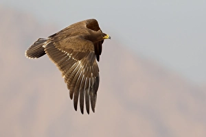 Lesser Spotted Eagle Prints: Schreeuwarend, Lesser Spotted Eagle, Aquila pomarina