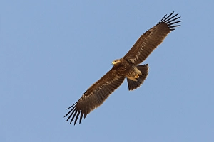 Lesser Spotted Eagle Prints: Schreeuwarend, Lesser Spotted Eagle, Aquila pomarina