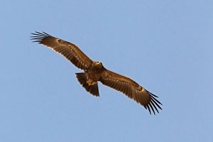 Lesser Spotted Eagle Prints: Schreeuwarend, Lesser Spotted Eagle, Aquila pomarina