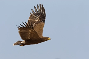 Lesser Spotted Eagle Prints: Schreeuwarend, Lesser Spotted Eagle, Aquila pomarina