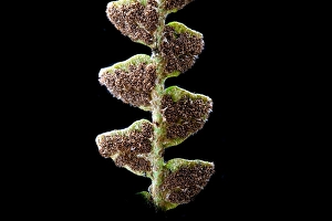 Rusty Back Fern Print, Asplenium ceterach