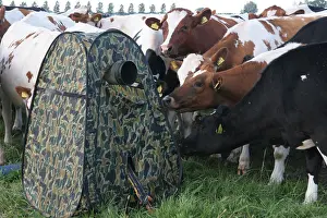 Print of Cows Inspecting Hide, Schuiltent