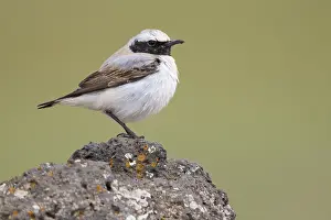 Images Dated 1st May 2018: Seebohm's Wheatear Print, Side View of First Summer Male on Rock