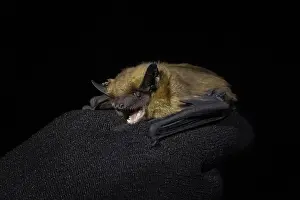 Serotine Bat Print - Eptesicus serotinus Trapped in Agami