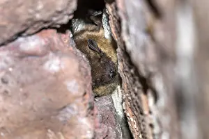 Outdoor Wildlife Photography Tips Prints: Serotine Bat, Eptesicus serotinus