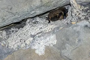 Serotine, Eptesicus serotinus