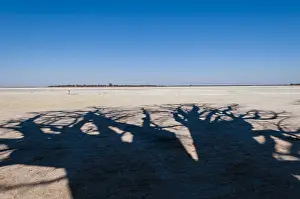 Baobab Trees Botswana Prints: The shadow of towering baobab trees