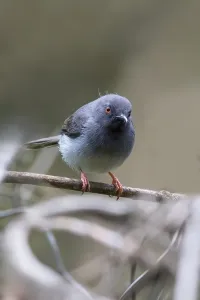Perched Bird Prints: Sharpe's Apalis, Apalis sharpii