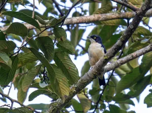 Sharpe's Starling Print: Pholia sharpii in Uganda
