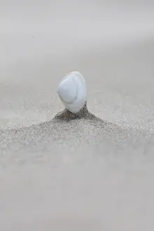 Coastal Nature Photography Prints: Shell on beach of Terschelling